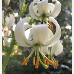 Martagon Snowy Morning