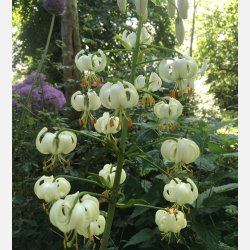 Martagon Snowy Morning