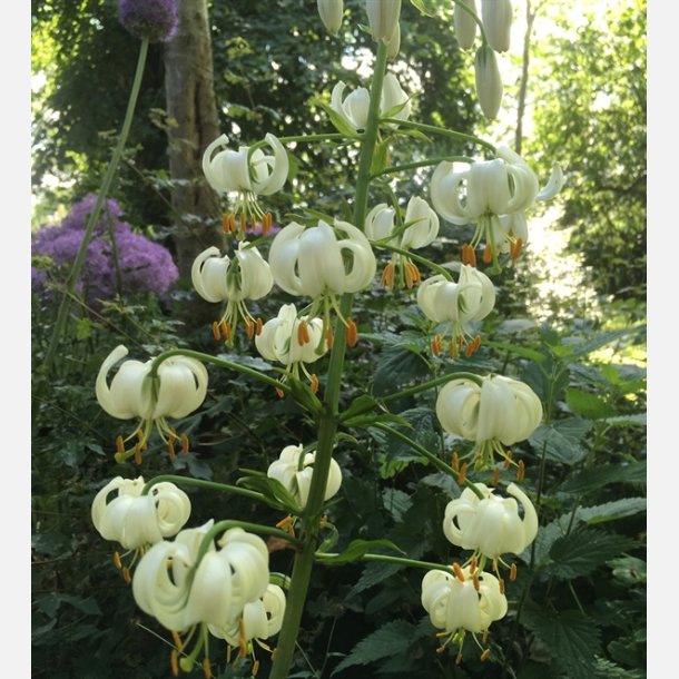 Martagon Snowy Morning