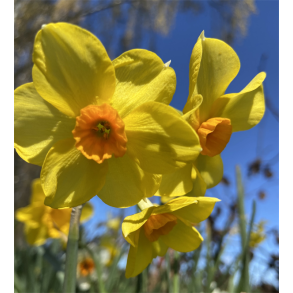 Narcis Martinette 5 lg