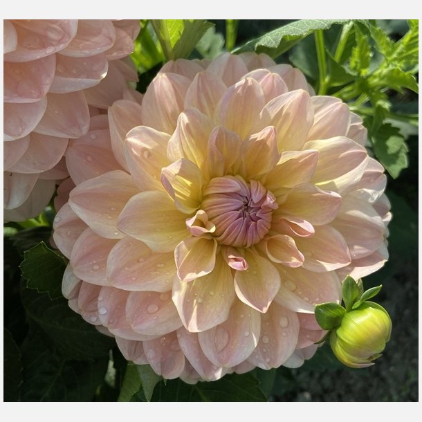 Dahlia Maya