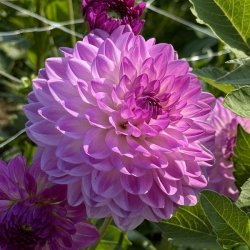 Dahlia Mediterrane�