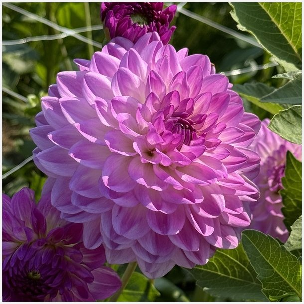 Dahlia Mediterrane�