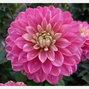 Dahlia Melody Allegro 