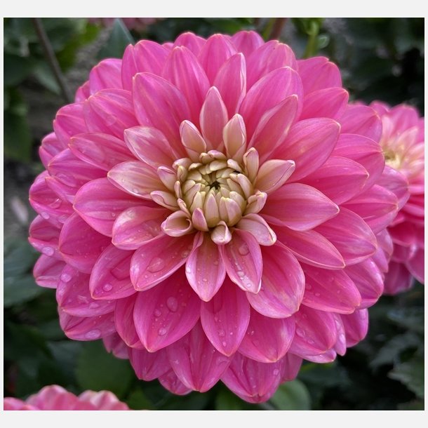 Dahlia Melody Allegro 
