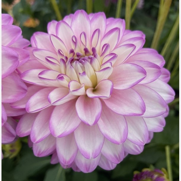 Dahlia Melody Dixie 