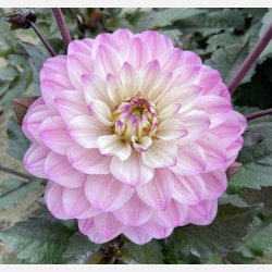 Dahlia Melody Harmony 