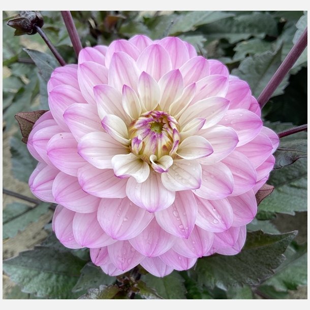 Dahlia Melody Harmony 