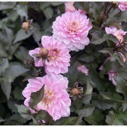 Dahlia Melody Harmony 