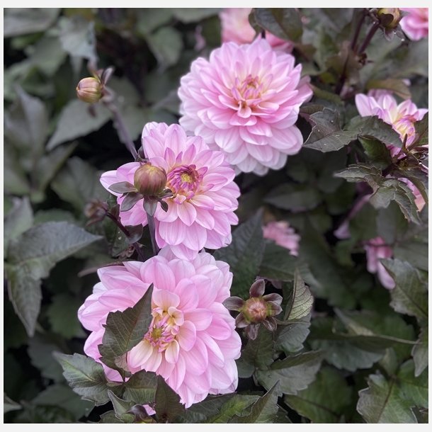 Dahlia Melody Harmony 