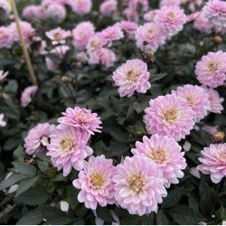 Dahlia Melody Harmony 