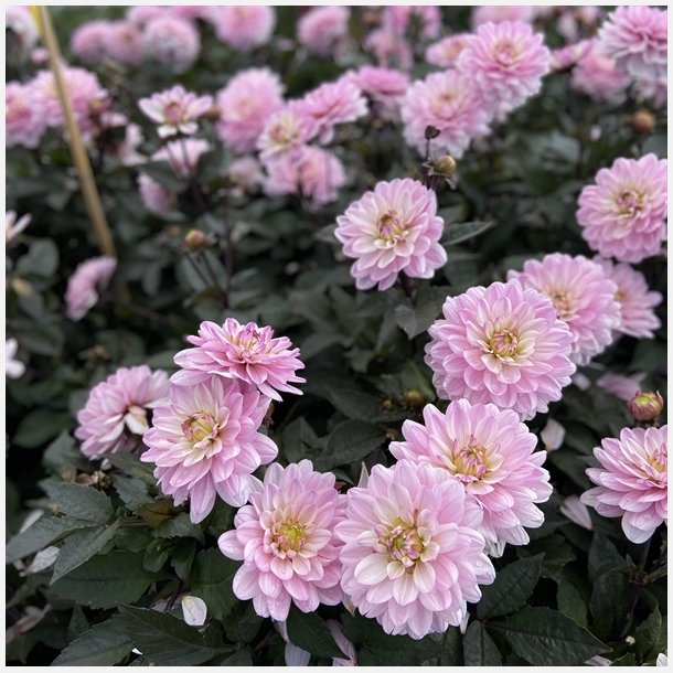 Dahlia Melody Harmony 