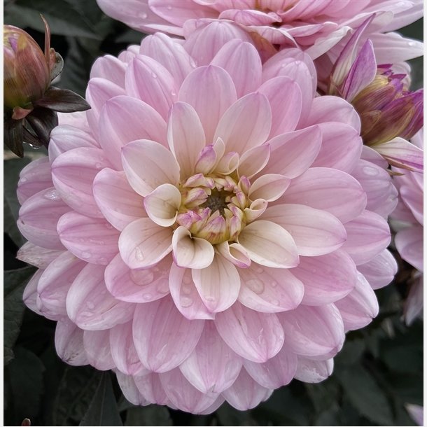 Dahlia Melody Harmony 