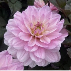 Dahlia Melody Harmony 
