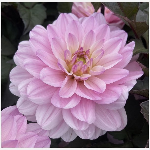 Dahlia Melody Harmony 