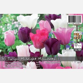 Tulipan mix Midnight Moments 16 lg