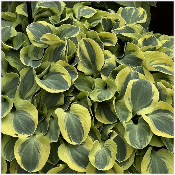 Hosta Mighty Mouse