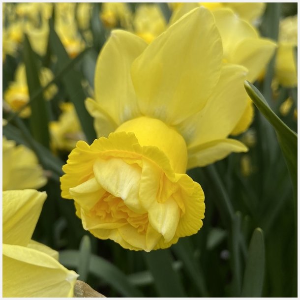 Narcis Milena 8 lg