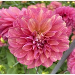 Dahlia Milena Fleur 
