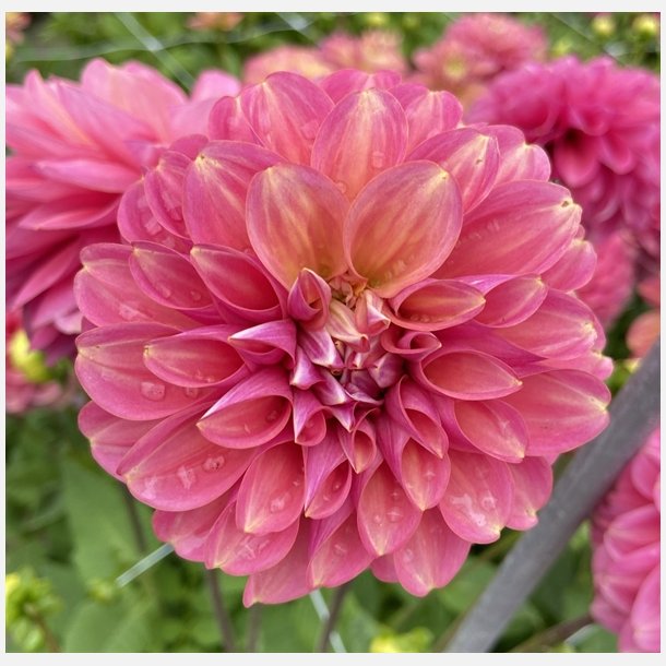 Dahlia Milena Fleur 