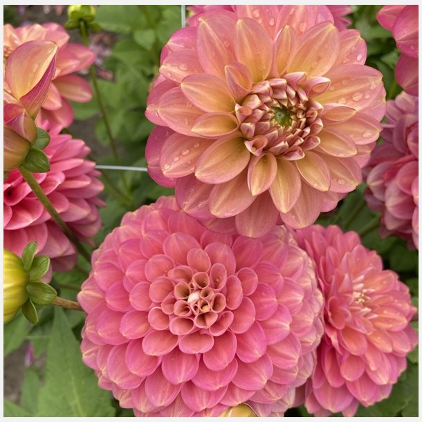 Dahlia Milena Fleur 