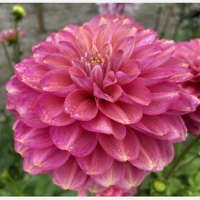 Dahlia Milena Fleur 