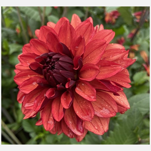 Dahlia Missis Miley