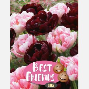 Magnolia Dreams mix 6 lg