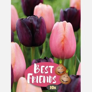 Tulipan Mix Night Blush 7 lg