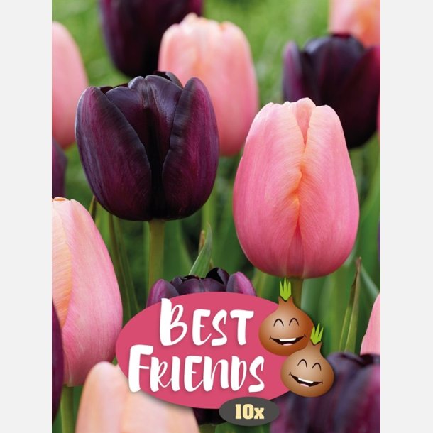 Tulipan Mix Night Blush 7 lg