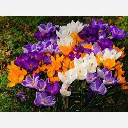 Krokus mix 100 lg