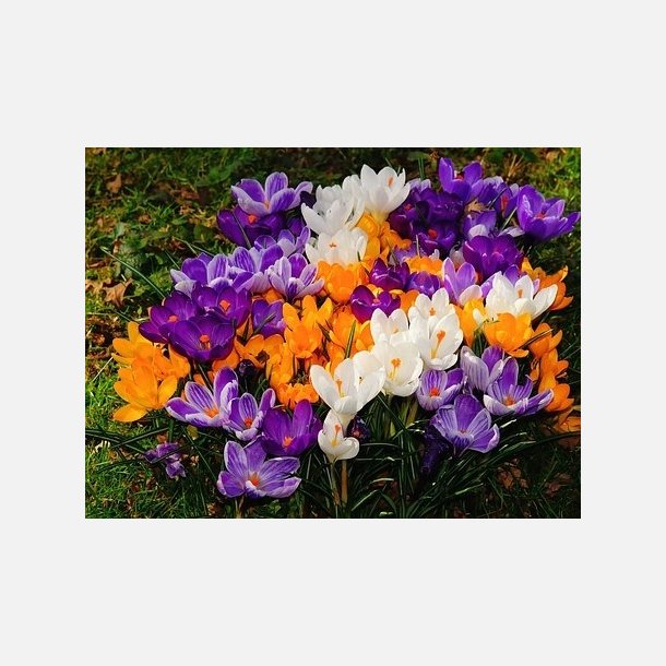 Krokus mix 100 lg
