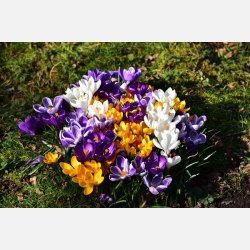 Krokus mix 100 lg