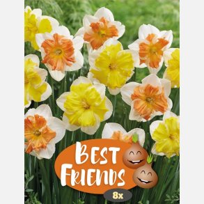 Narcis mix Solar Flames 6 lg