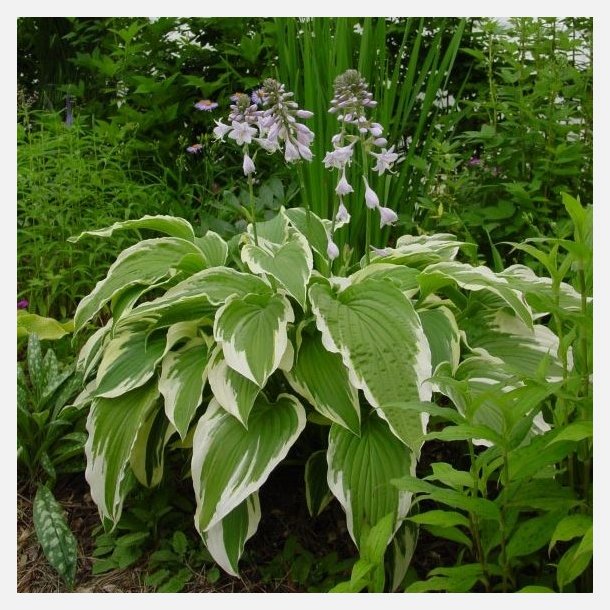 Hosta Moerheim