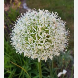 Allium Mount Everest 1 lg