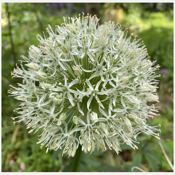 Allium Mount Everest 1 lg