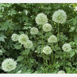 Allium Mount Everest 1 lg