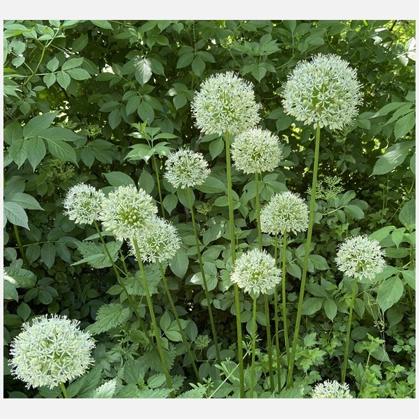 Allium Mount Everest 1 lg