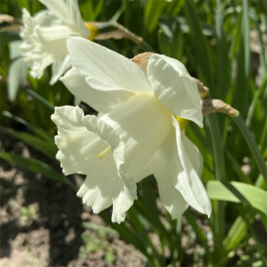 Narcis Mount Hood 5 l�g