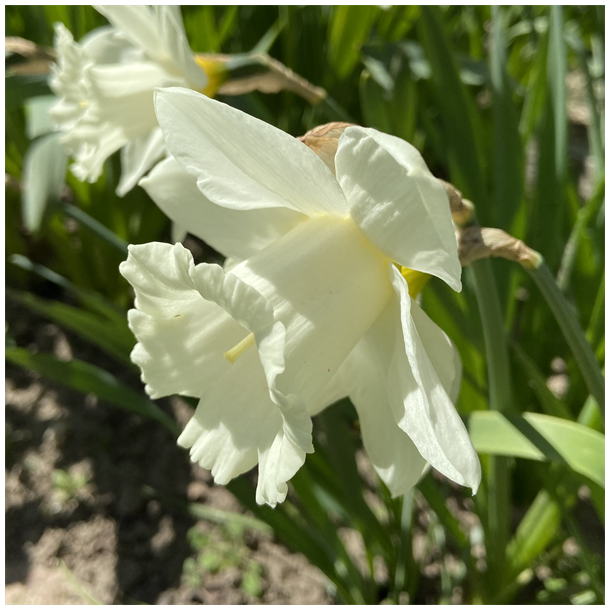 Narcis Mount Hood 8 lg