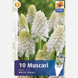 Muscari aucheri white magic 10 lg