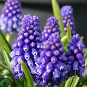 Muscari Bling Bling 10 lg