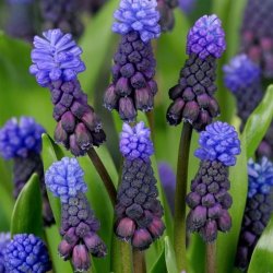 Muscari Latifolium 30 lg