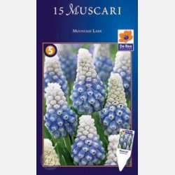 Muscari Mountain lady 15 l�g