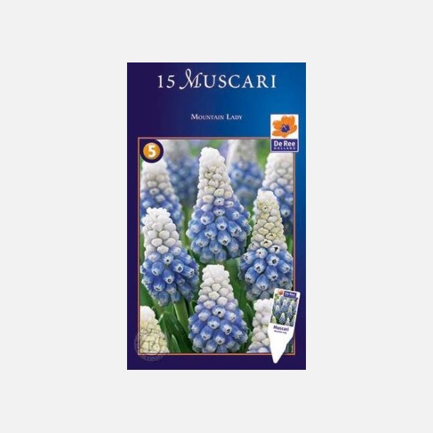 Muscari Mountain lady 15 l�g