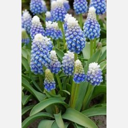 Muscari Mountain lady 15 l�g