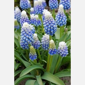 Muscari Mountain lady 15 lg