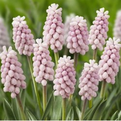 Muscari Pink Sunrise 8 lg