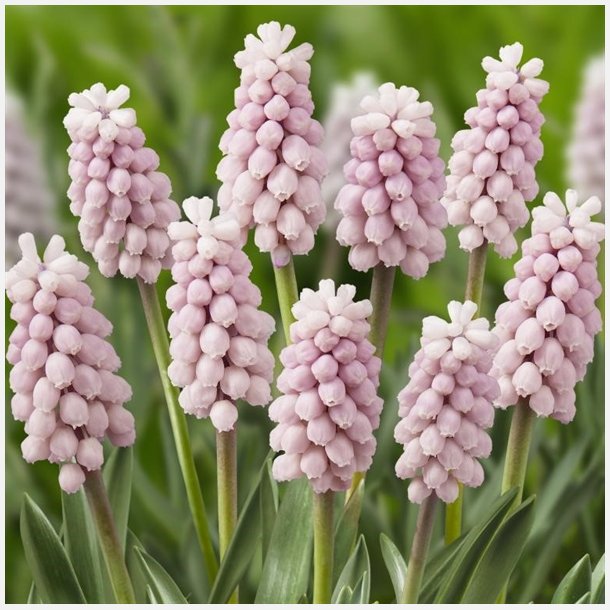 Muscari Pink Sunrise 8 lg